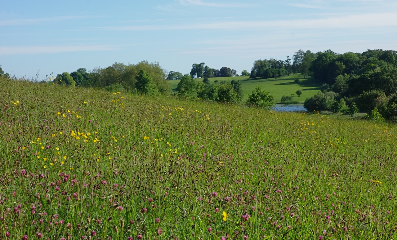 A real bit of grass to mow
